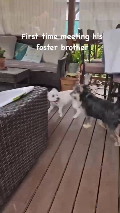 Enlarge Scruffy, an adopted mixed breed in Saint Helens, OR video 6/6