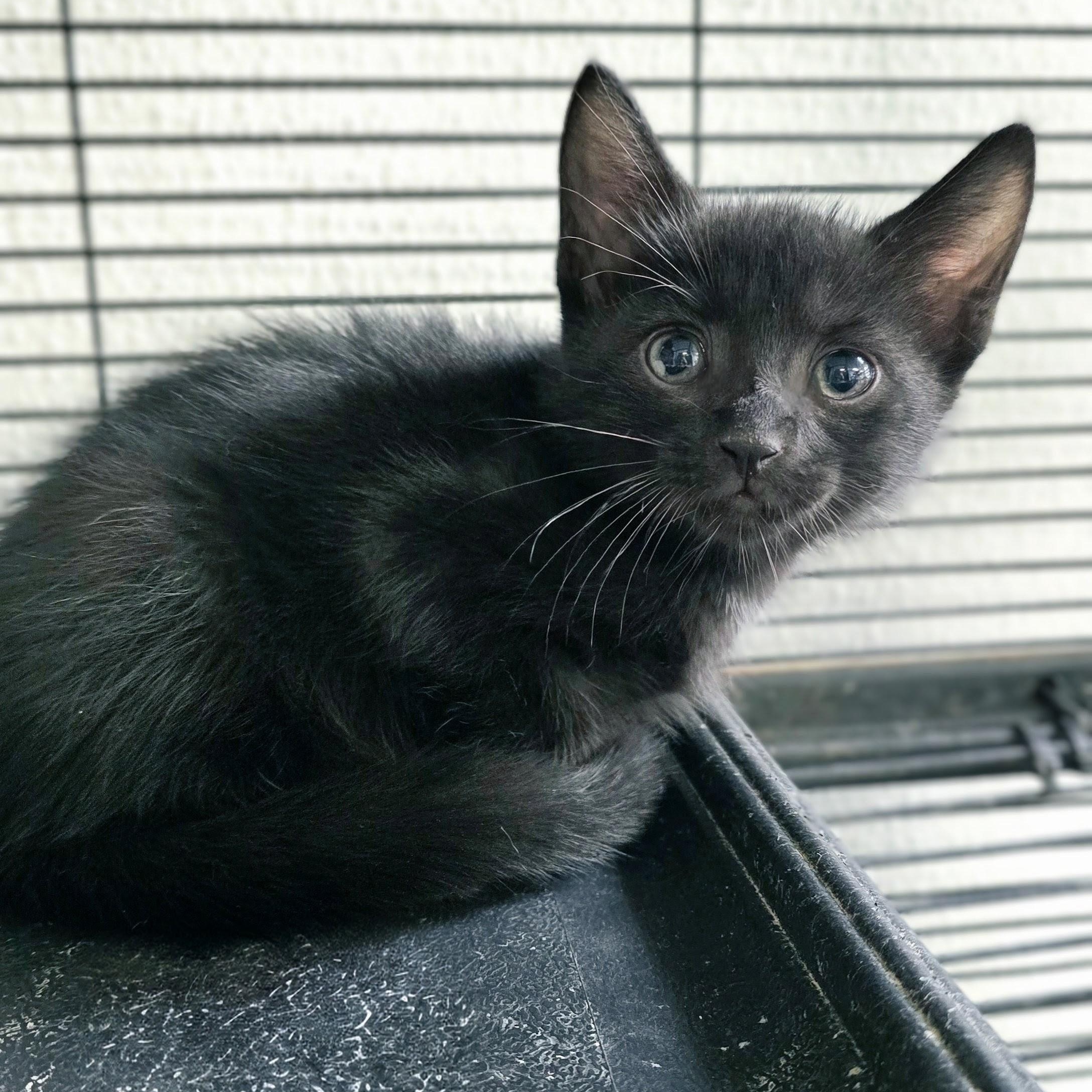 Enlarge Justin, a Adoptable mixed breed in Mount Carmel, IL image 2/5