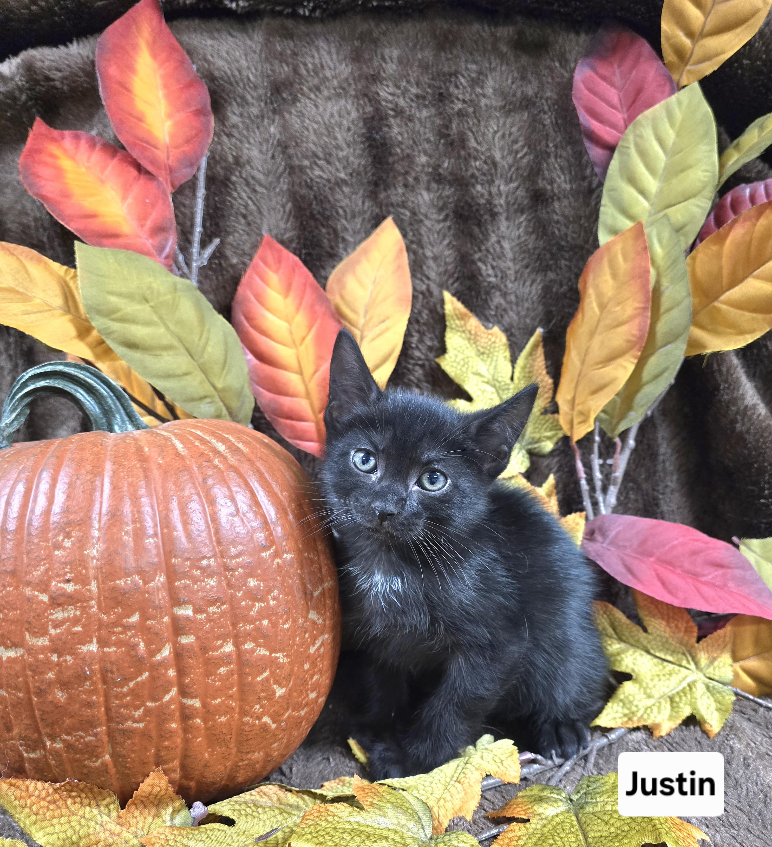 Enlarge Justin, a Adoptable mixed breed in Mount Carmel, IL image 1/5