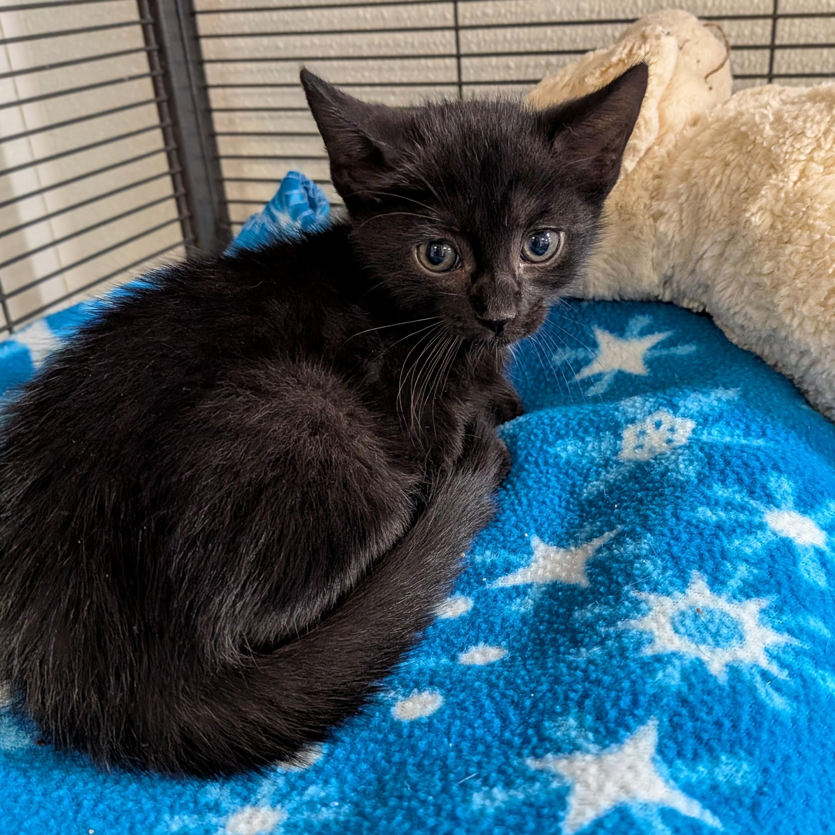 Enlarge Justin, a Adoptable mixed breed in Mount Carmel, IL image 5/5