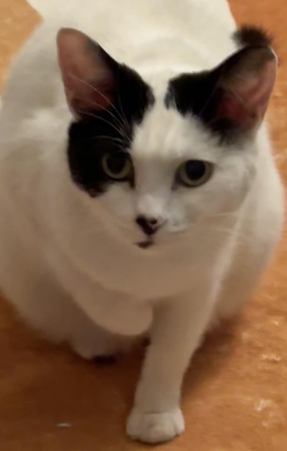 Enlarge Gus - a female ;-), a ADOPTABLE Domestic Short Hair in Beaverton, OR image 2/6