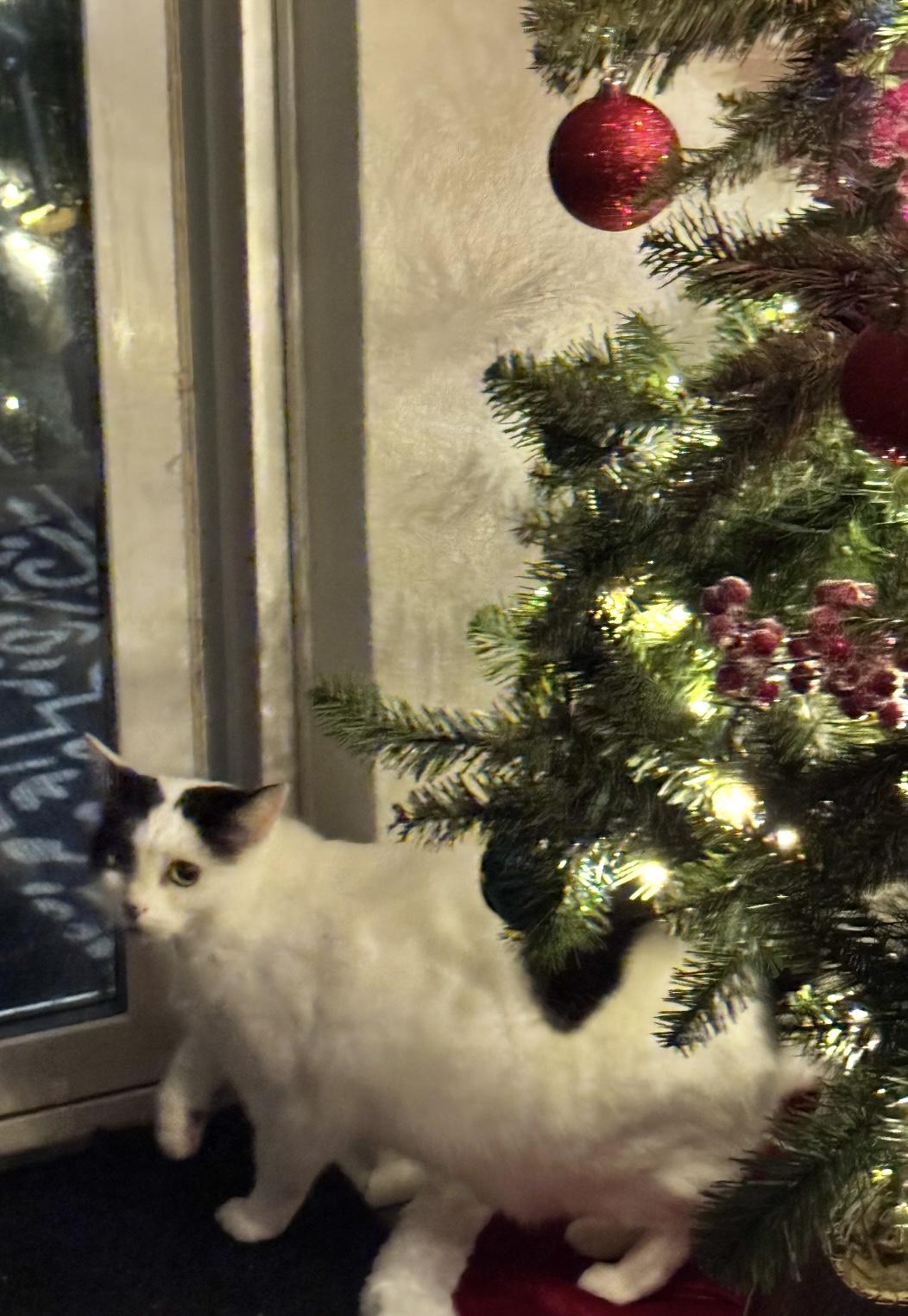 Enlarge Gus - a female ;-), a ADOPTABLE Domestic Short Hair in Beaverton, OR image 5/6