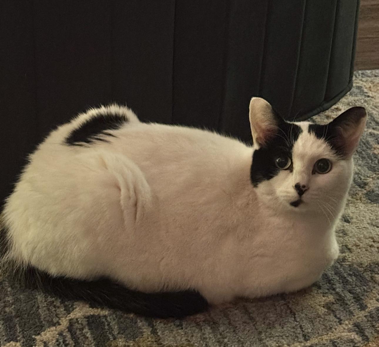 Enlarge Gus - a female ;-), a ADOPTABLE Domestic Short Hair in Beaverton, OR image 6/6