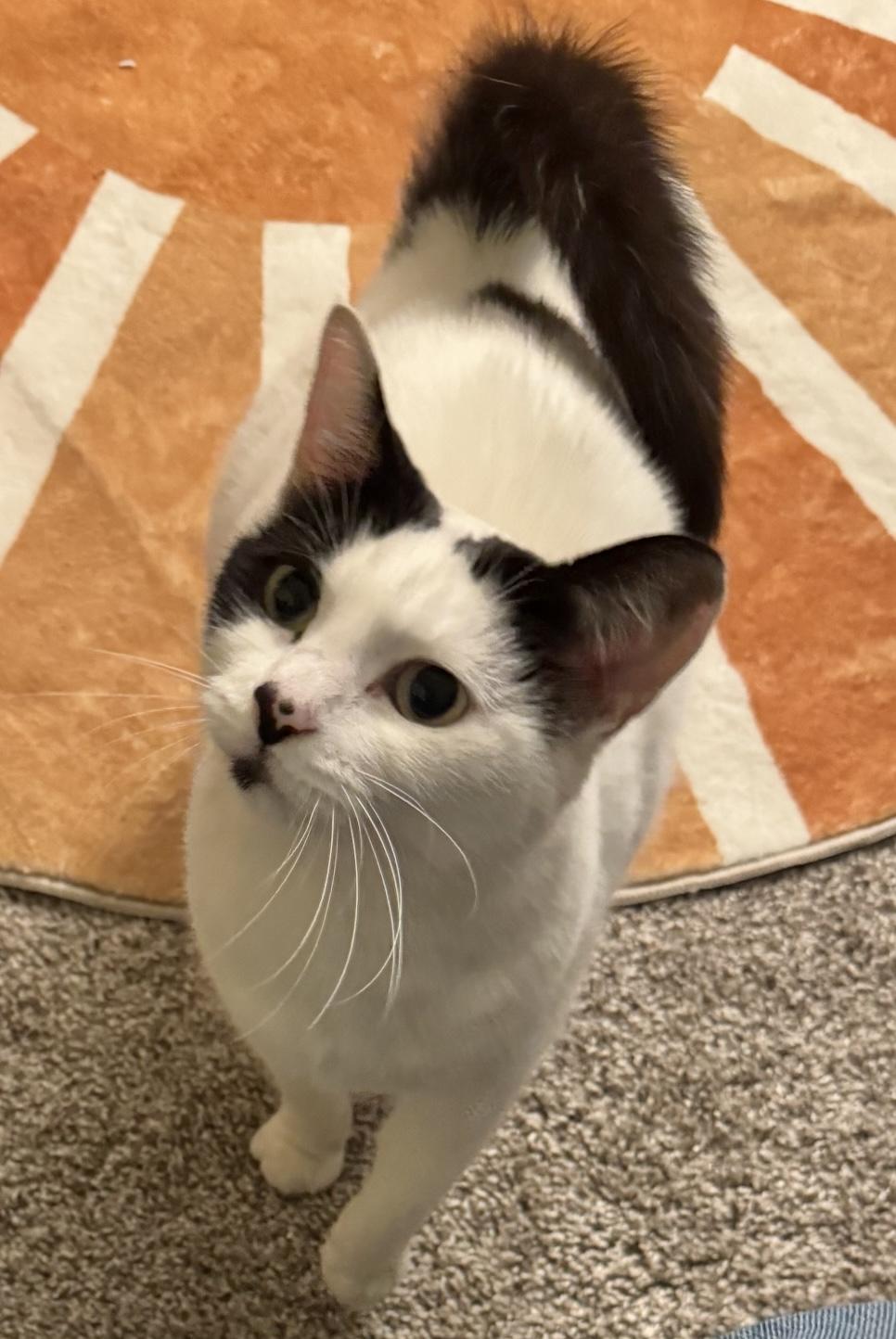 Enlarge Gus - a female ;-), a ADOPTABLE Domestic Short Hair in Beaverton, OR image 4/6