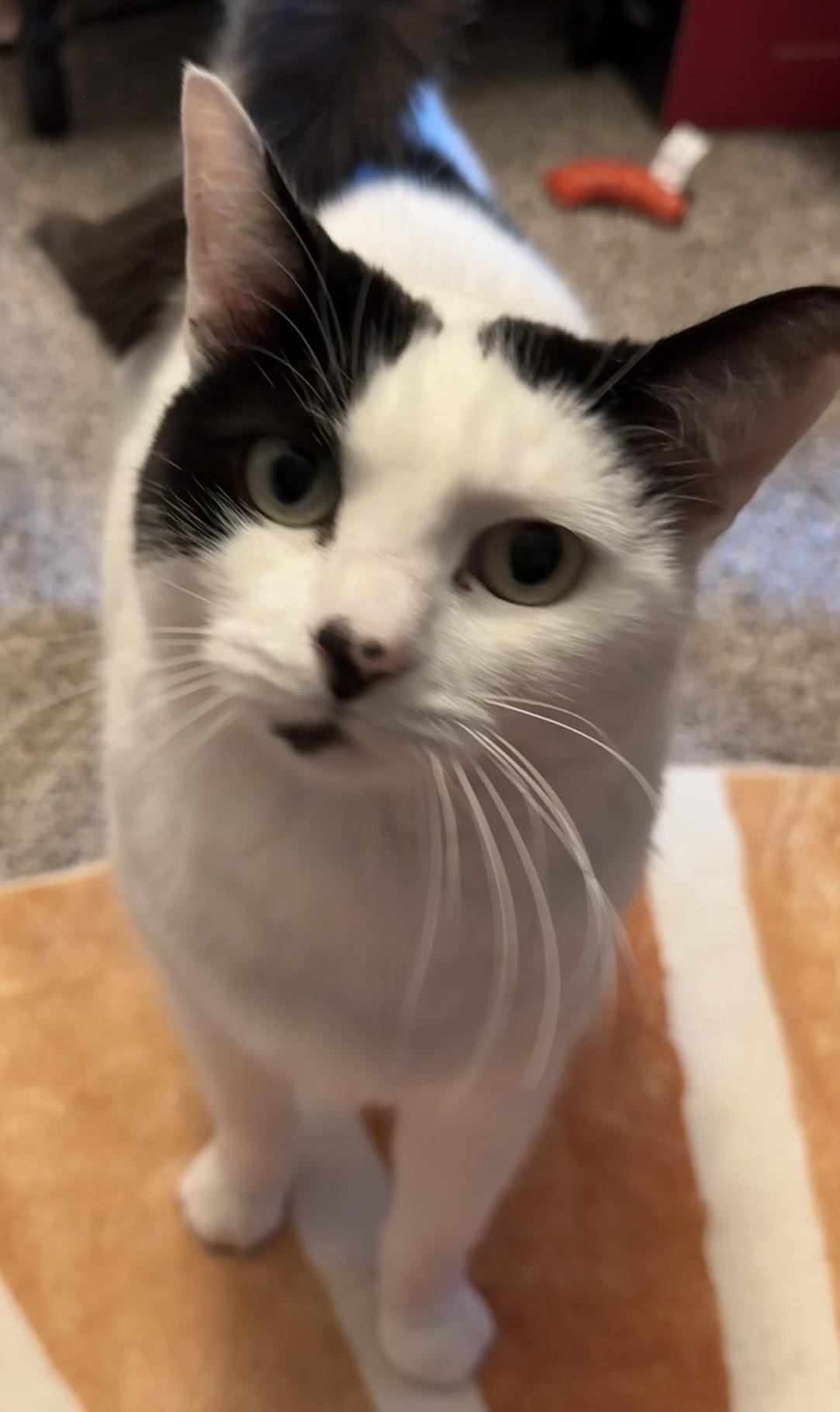 Enlarge Gus - a female ;-), a ADOPTABLE Domestic Short Hair in Beaverton, OR image 3/6