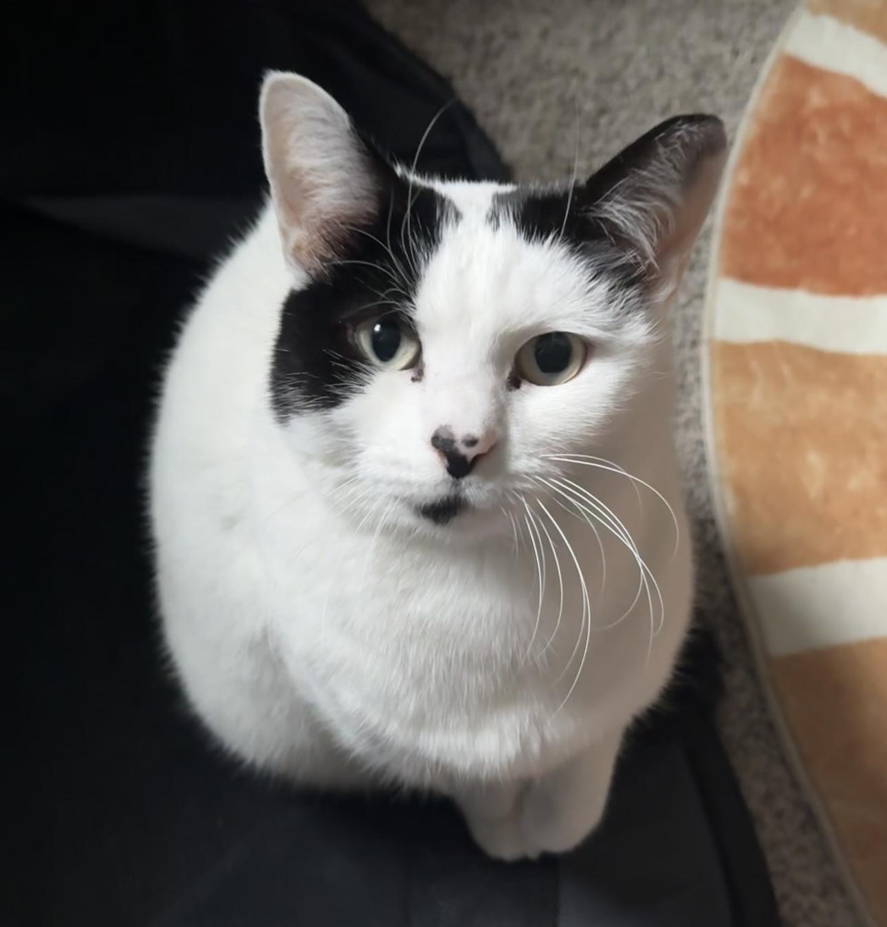 Gus - a female ;-), ADOPTABLE, Adult Female Domestic Short Hair.