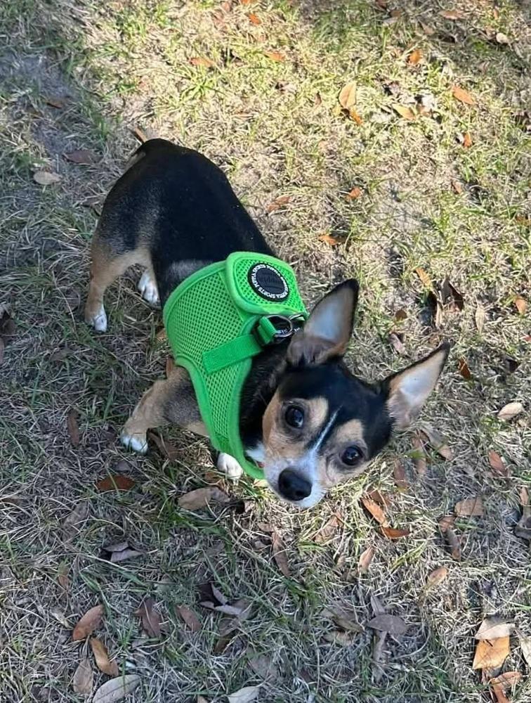 Gucci, a Adoptable Chihuahua in Bonifay, FL image 1/2
