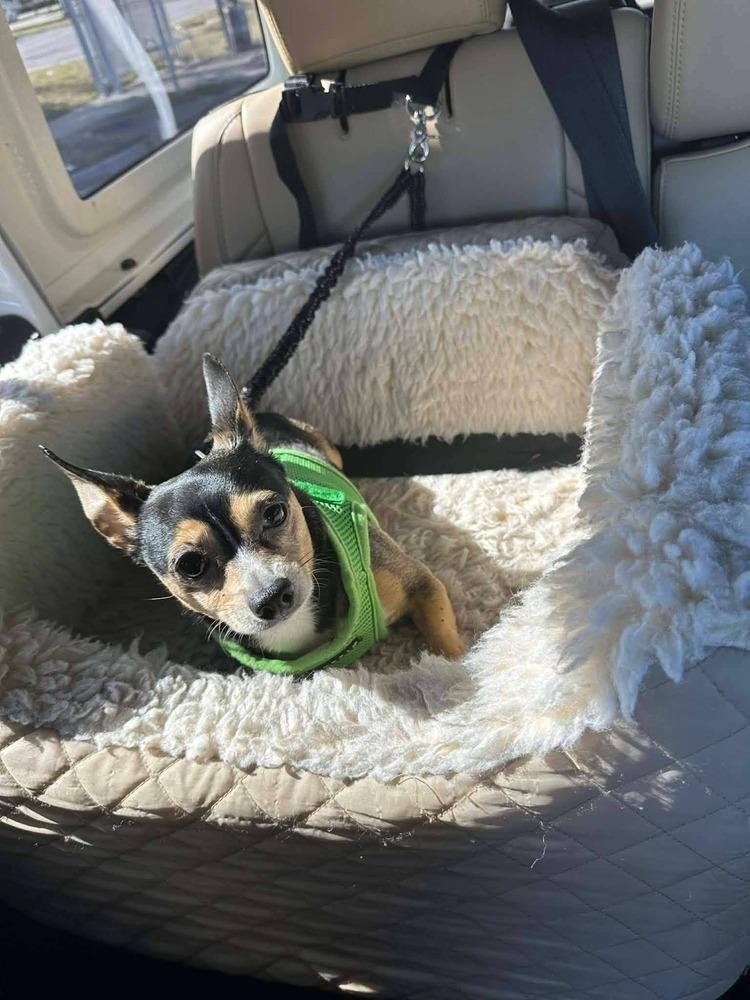 Gucci, a Adoptable Chihuahua in Bonifay, FL image 2/2