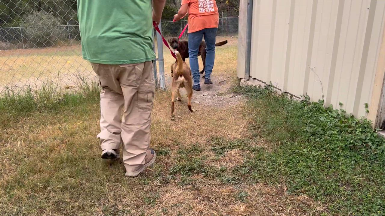 Enlarge #902.25 - "Coffee", a Adoptable Australian Shepherd in Kerrville, TX video 2/2