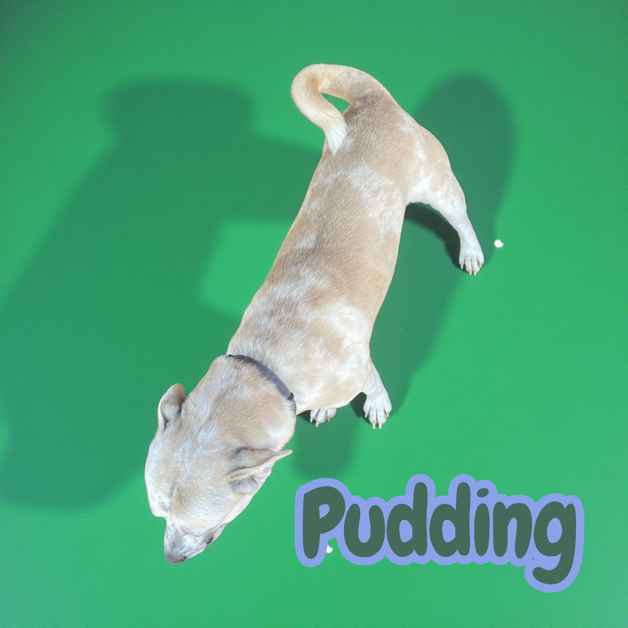 Pudding thumbnail 3