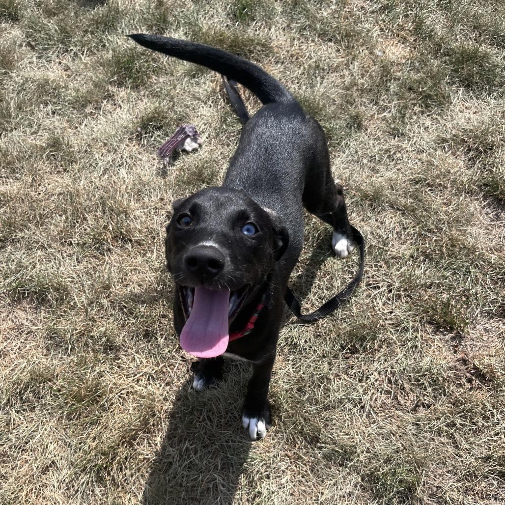 Paris, a Adoptable Mixed Breed in Brookfield, WI image 1/4