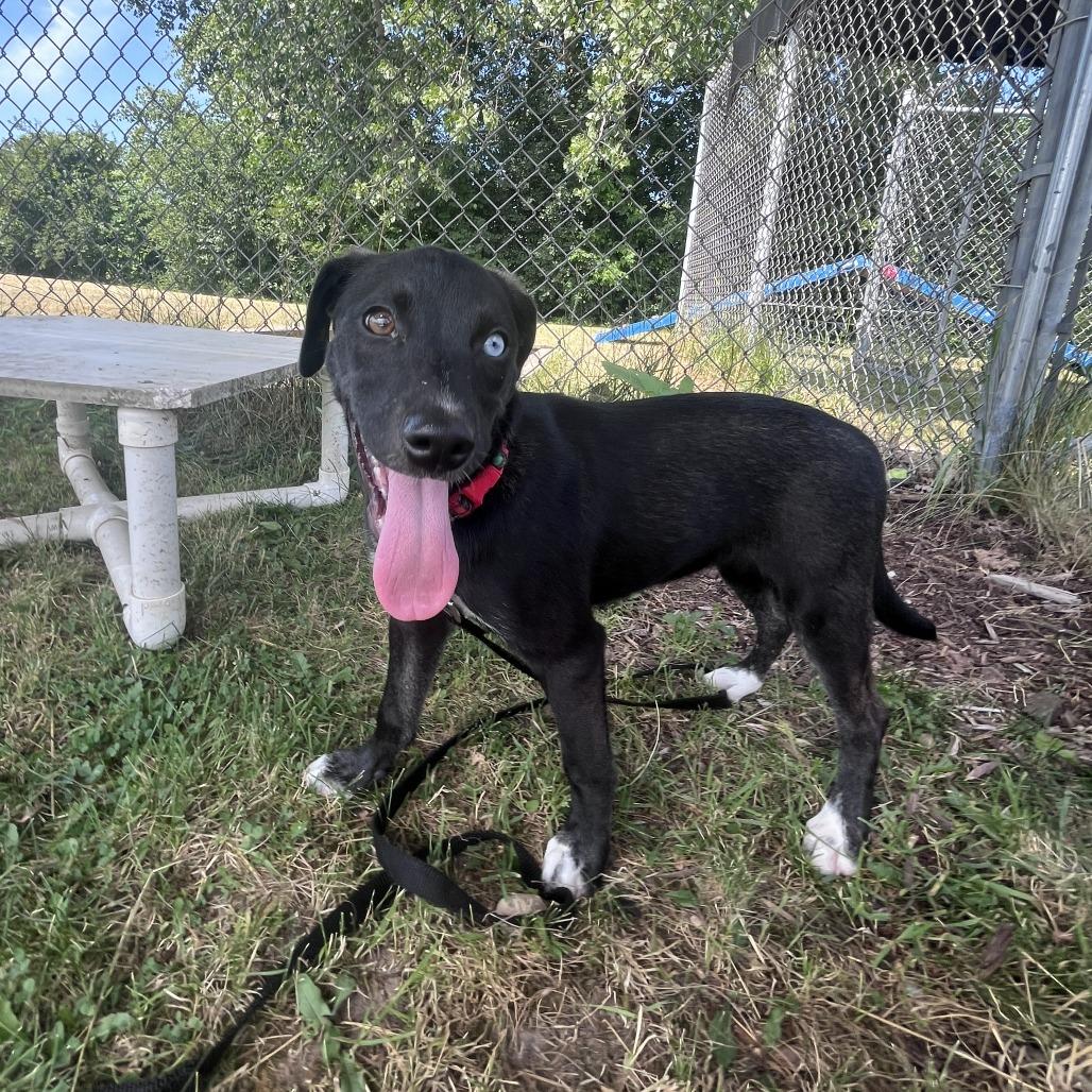Paris, a Adoptable Mixed Breed in Brookfield, WI image 2/4