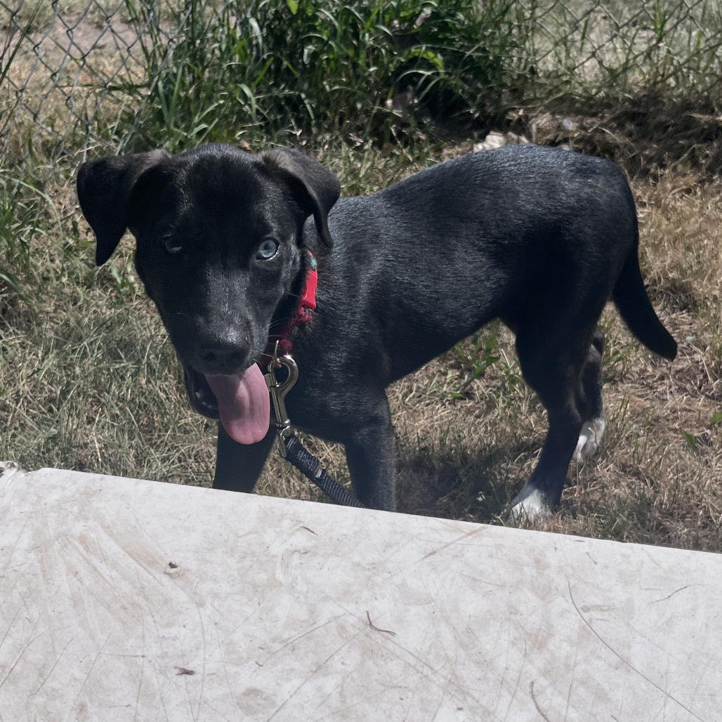 Paris, a Adoptable Mixed Breed in Brookfield, WI image 3/4