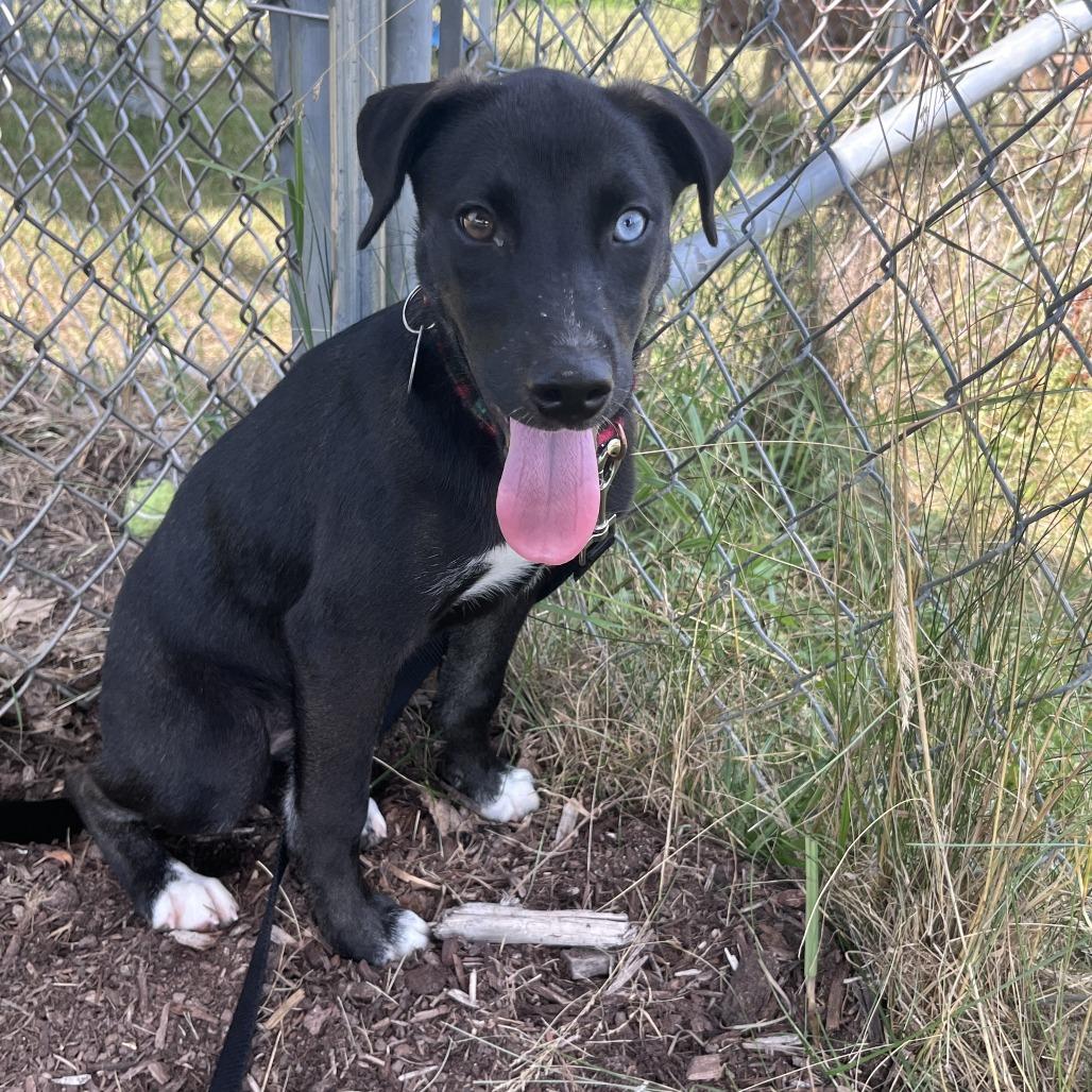 Paris, a Adoptable Mixed Breed in Brookfield, WI image 4/4