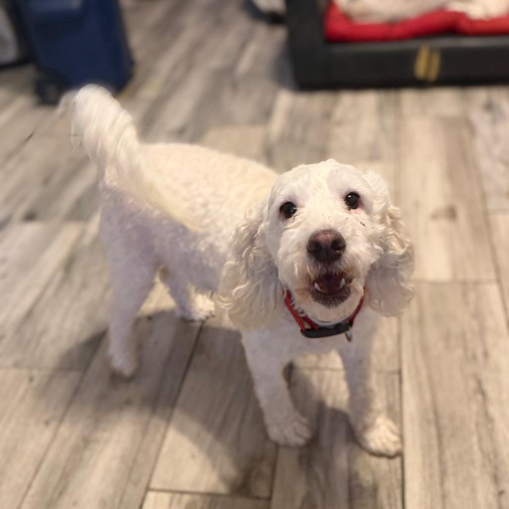 Moon, Adoptable, Adult Female Miniature Poodle.