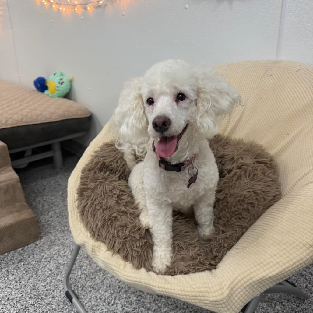 Moon, a Adoptable Miniature Poodle in Phoenix, AZ image 2/6