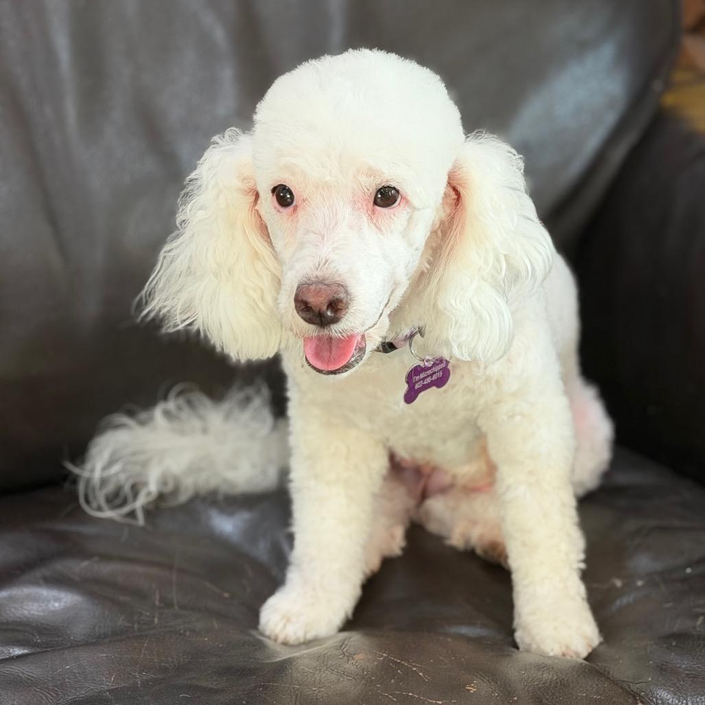 Moon, a Adoptable Miniature Poodle in Phoenix, AZ image 3/6
