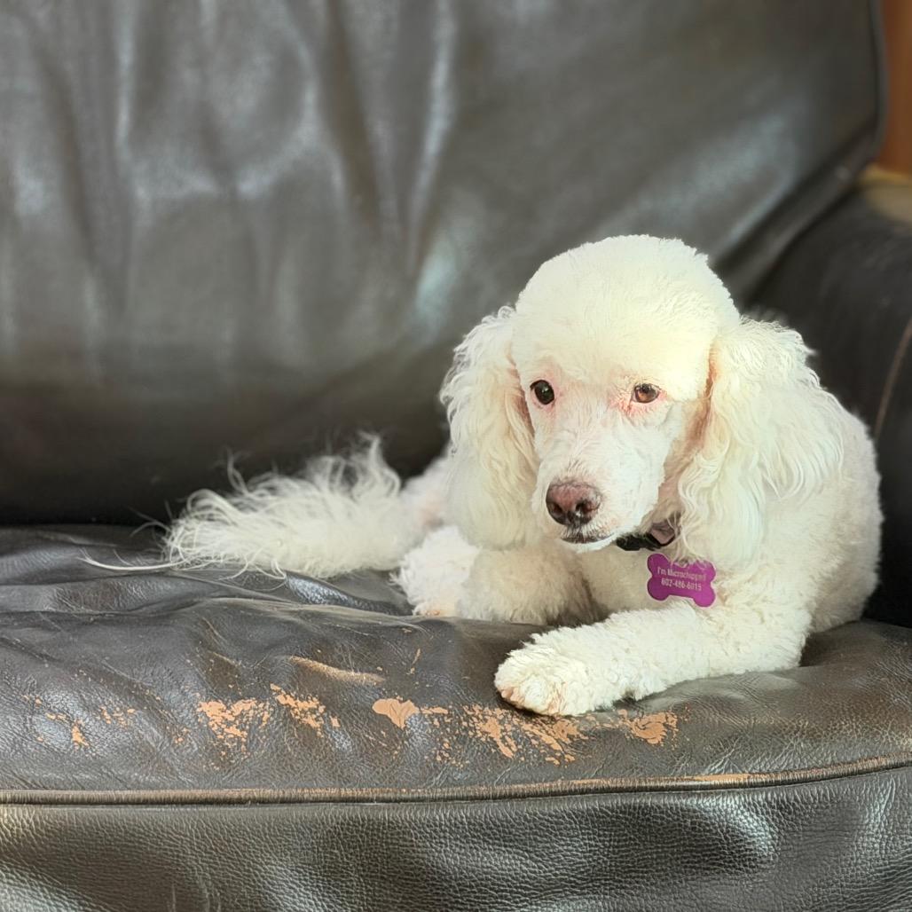 Moon, a Adoptable Miniature Poodle in Phoenix, AZ image 4/6
