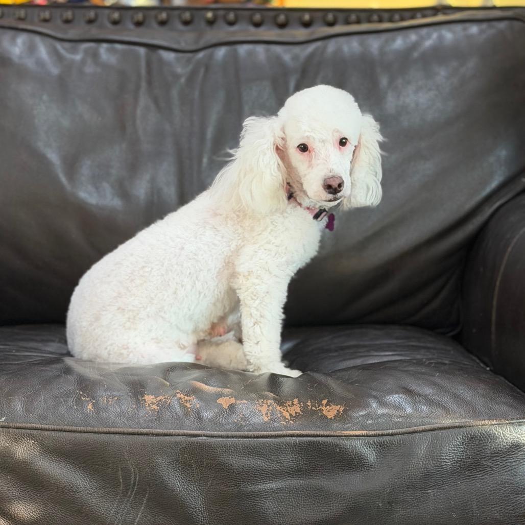 Moon, a Adoptable Miniature Poodle in Phoenix, AZ image 5/6