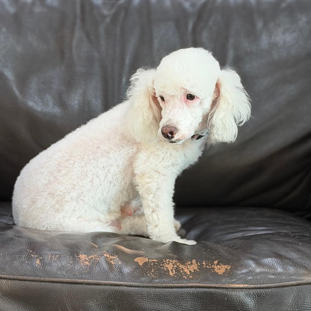 Moon, a Adoptable Miniature Poodle in Phoenix, AZ image 6/6