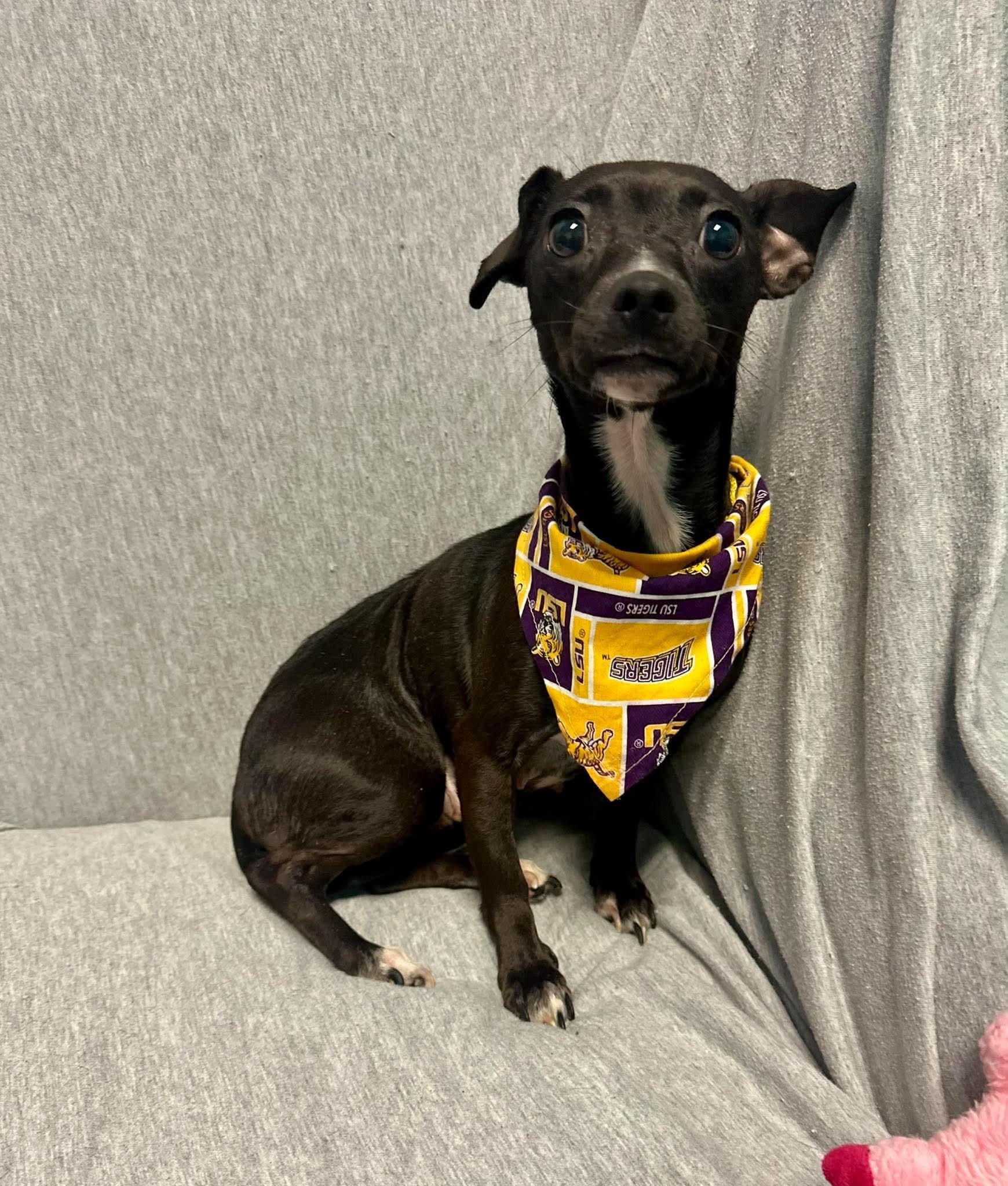 Ava, Adoptable, Adult Female Chihuahua & Dachshund.