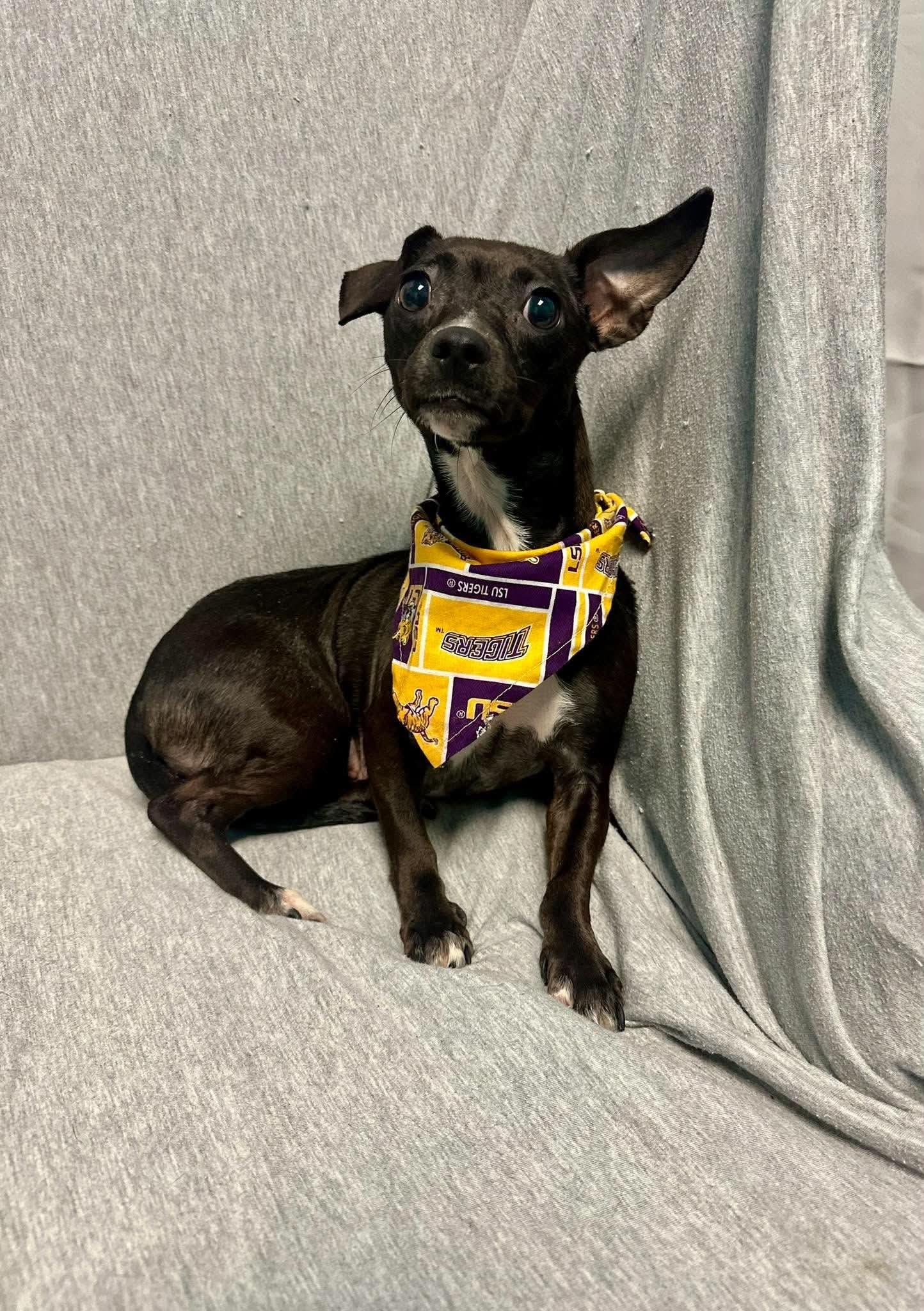 Enlarge Ava, a Adoptable mixed breed in Walker, LA image 2/4