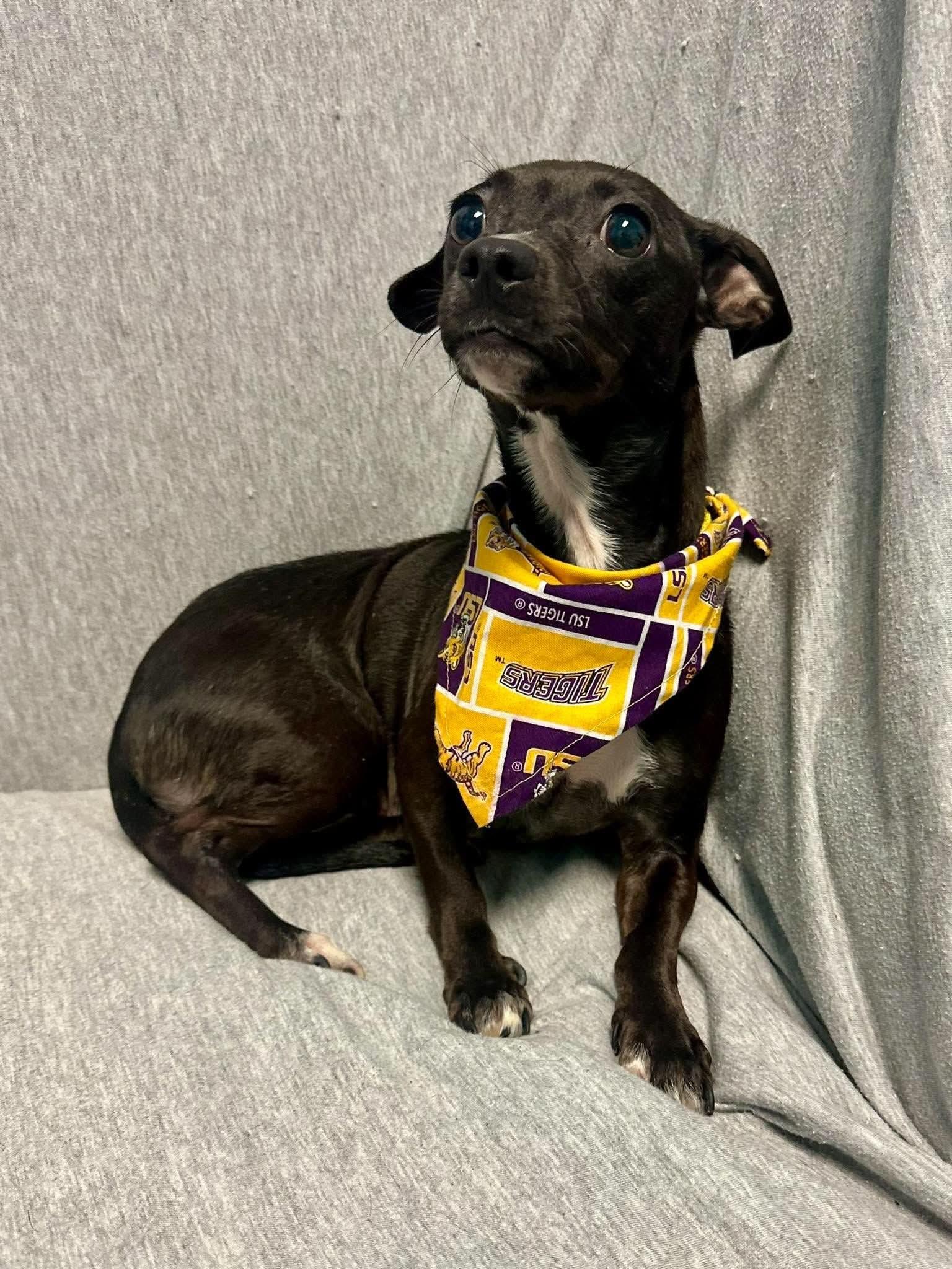 Enlarge Ava, a Adoptable mixed breed in Walker, LA image 3/4