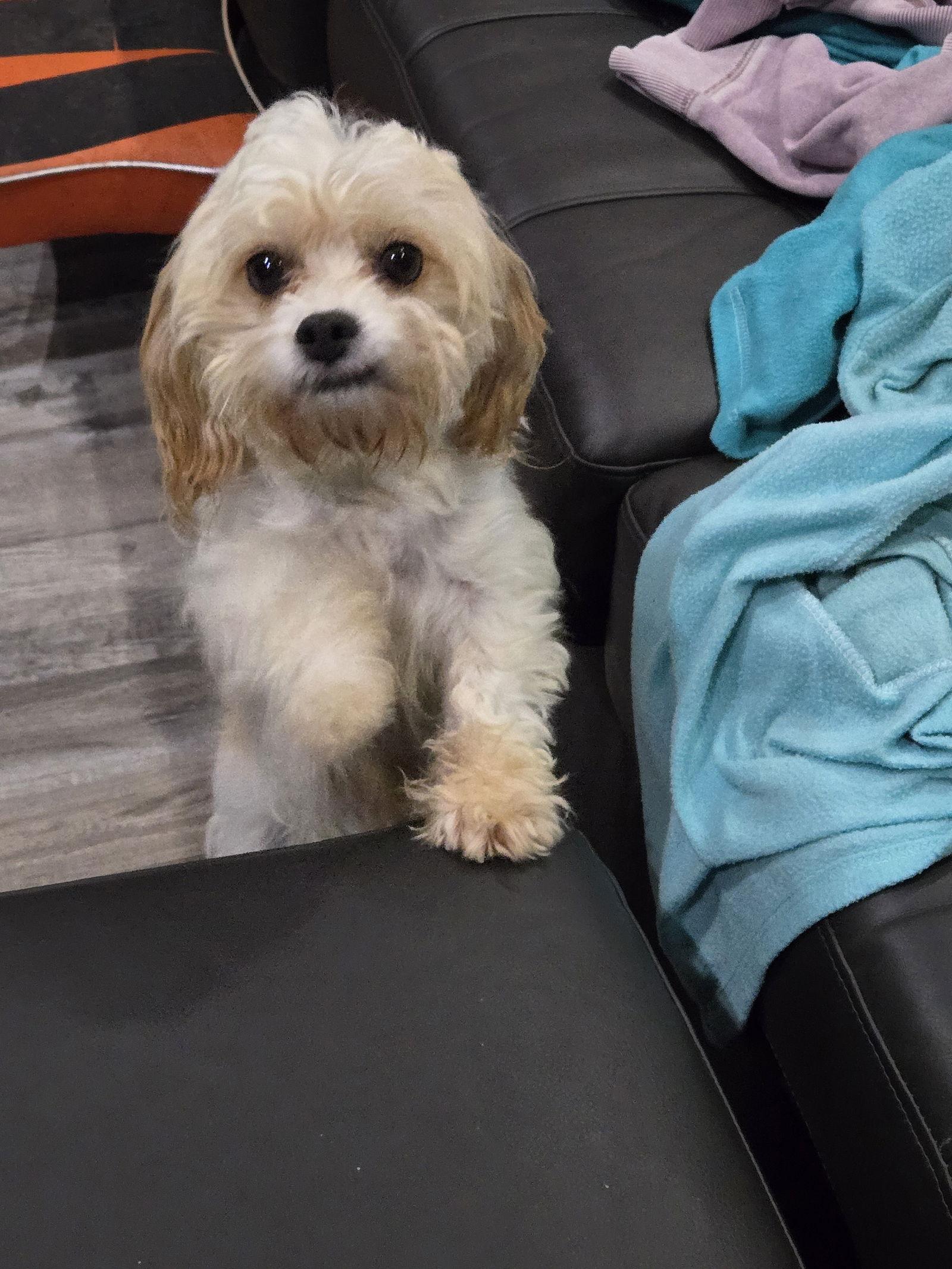 Bitsy 4423, Adopted, Adult Female Cavalier King Charles Spaniel & Bichon Frise.