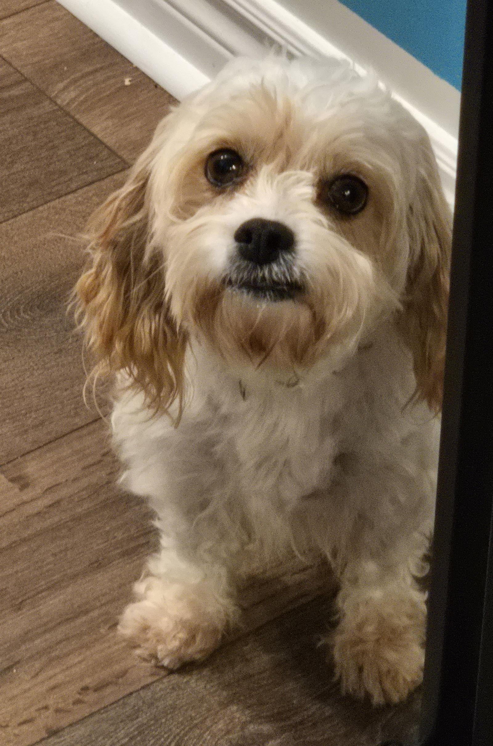 Enlarge Bitsy 4423, a Adopted mixed breed in Pickering, ON image 2/3