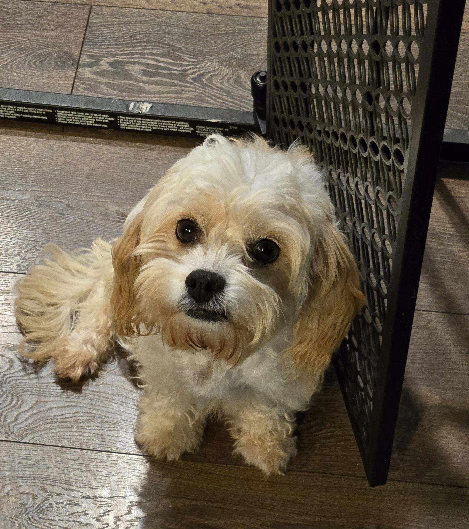 Enlarge Bitsy 4423, a Adopted mixed breed in Pickering, ON image 3/3