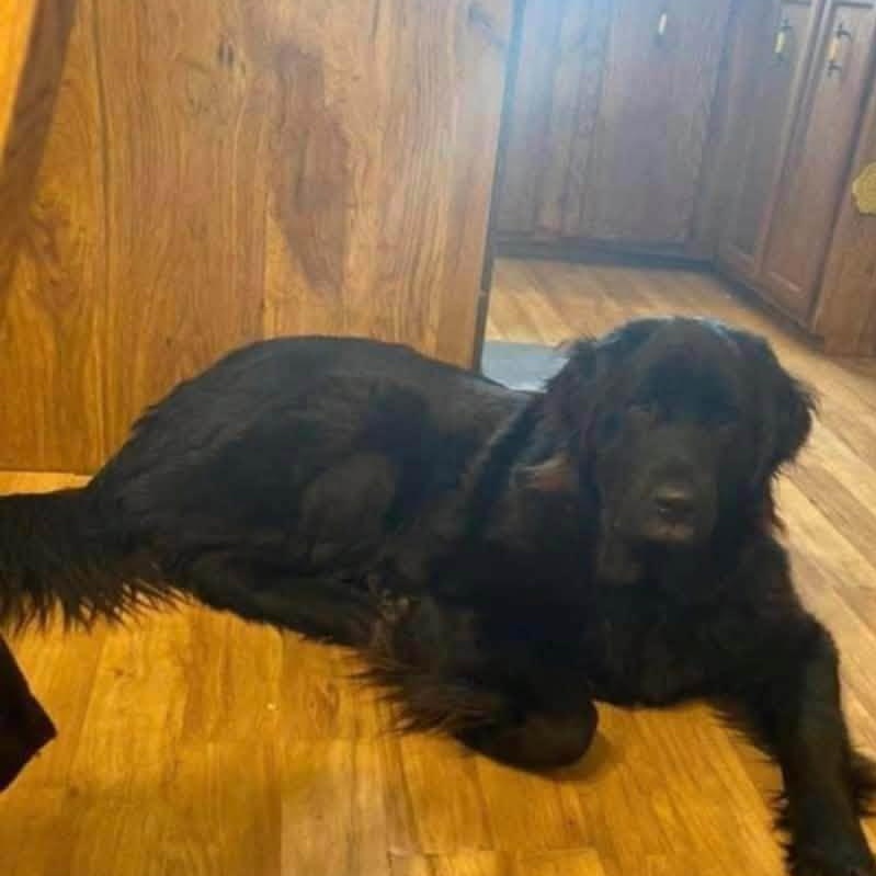 Maddie, Adoptable, Adult Female Newfoundland Dog & Great Pyrenees.