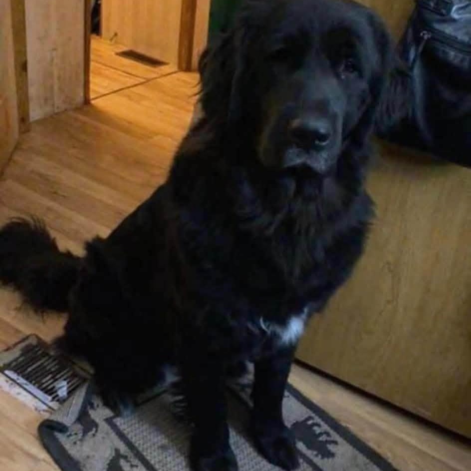 Enlarge Maddie, a Adoptable mixed breed in Mora, MN image 3/3