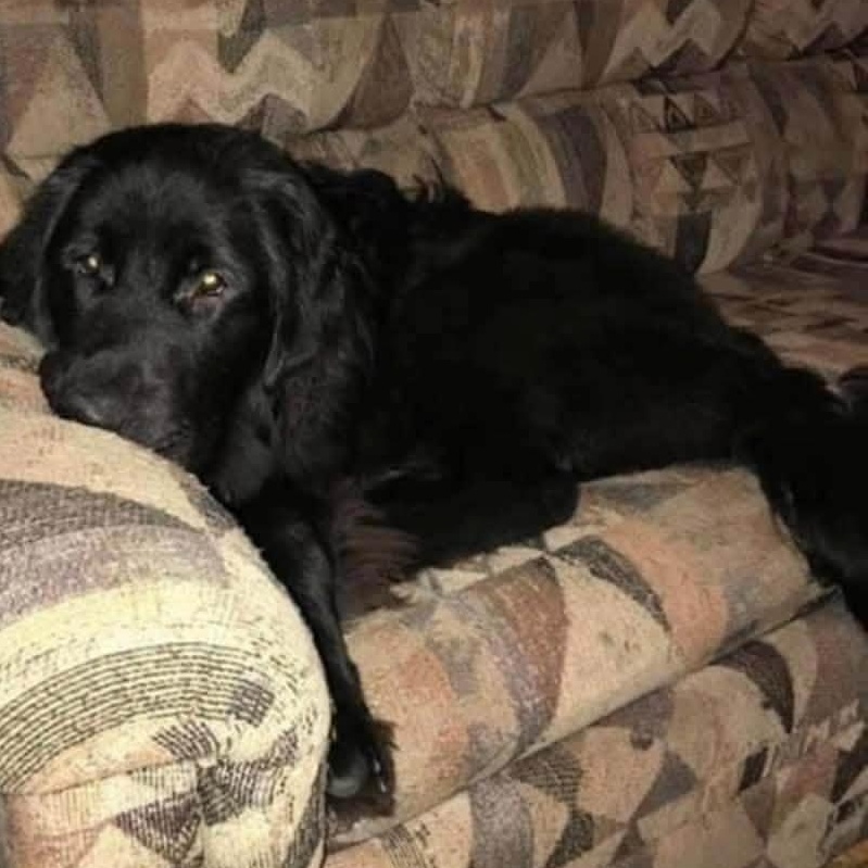 Enlarge Maddie, a Adoptable mixed breed in Mora, MN image 2/3
