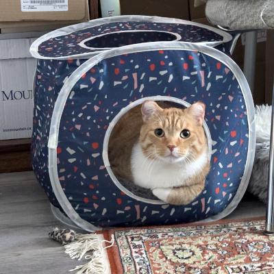 Enlarge Vinny, an adopted Domestic Short Hair in Mississauga, ON image 3/5