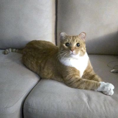 Enlarge Vinny, an adopted Domestic Short Hair in Mississauga, ON image 5/5