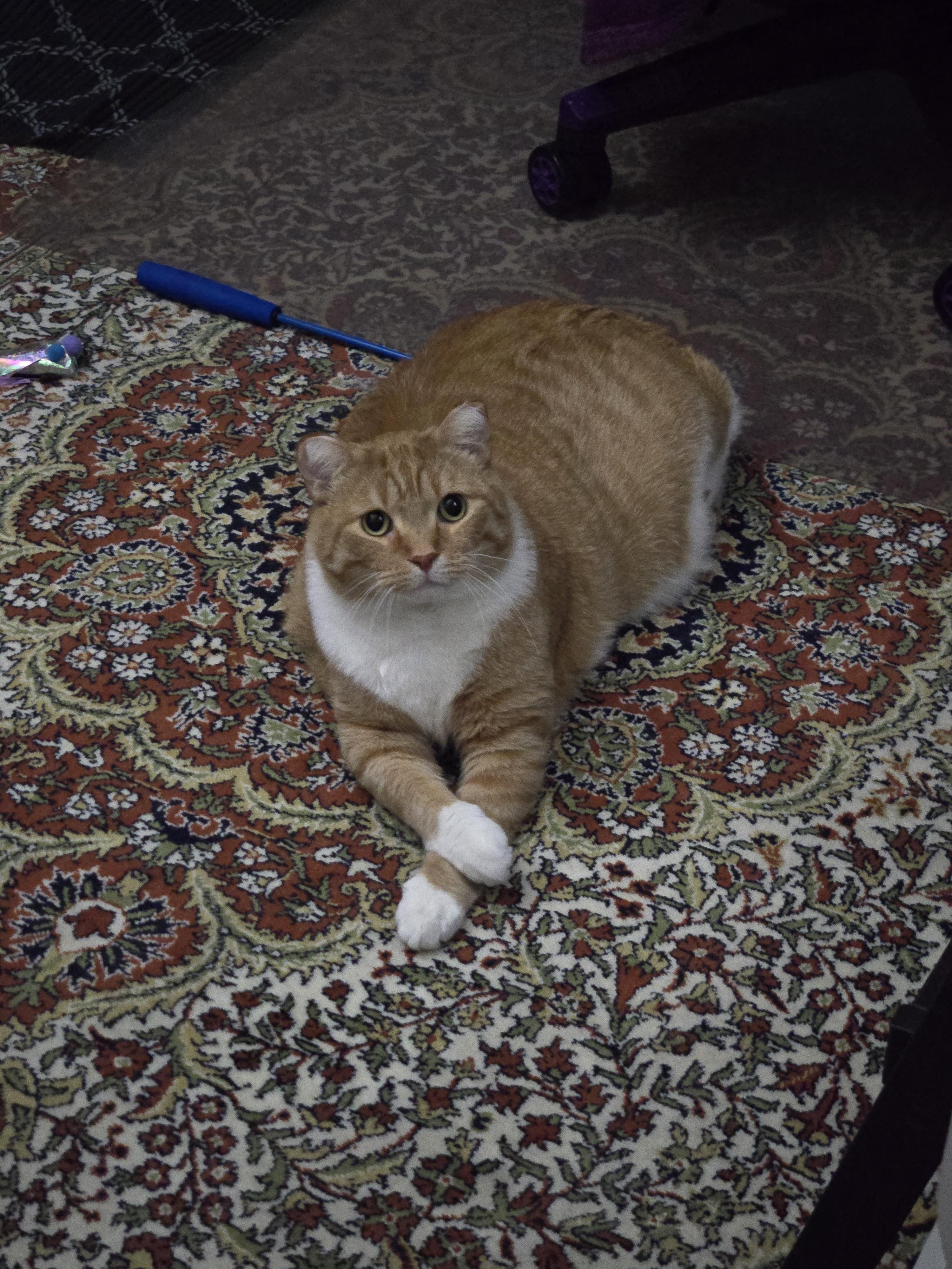 Enlarge Vinny, an adopted Domestic Short Hair in Mississauga, ON image 4/5