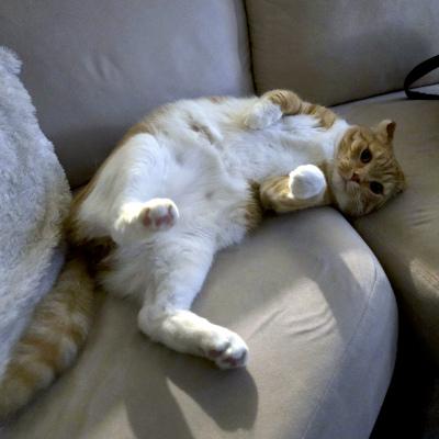 Enlarge Vinny, an adopted Domestic Short Hair in Mississauga, ON image 1/5