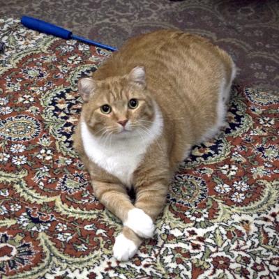 Enlarge Vinny, an adopted Domestic Short Hair in Mississauga, ON image 2/5