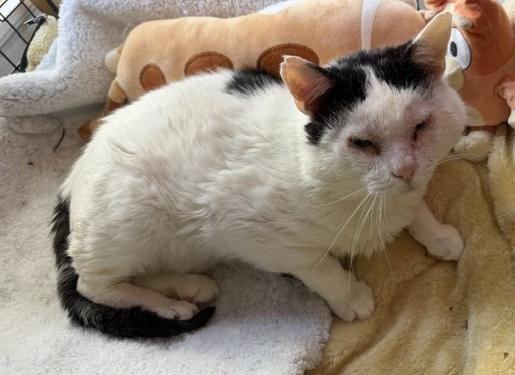 Mr. Mistofoleas aka Blizzard, Adoptable, Adult Male Domestic Short Hair.