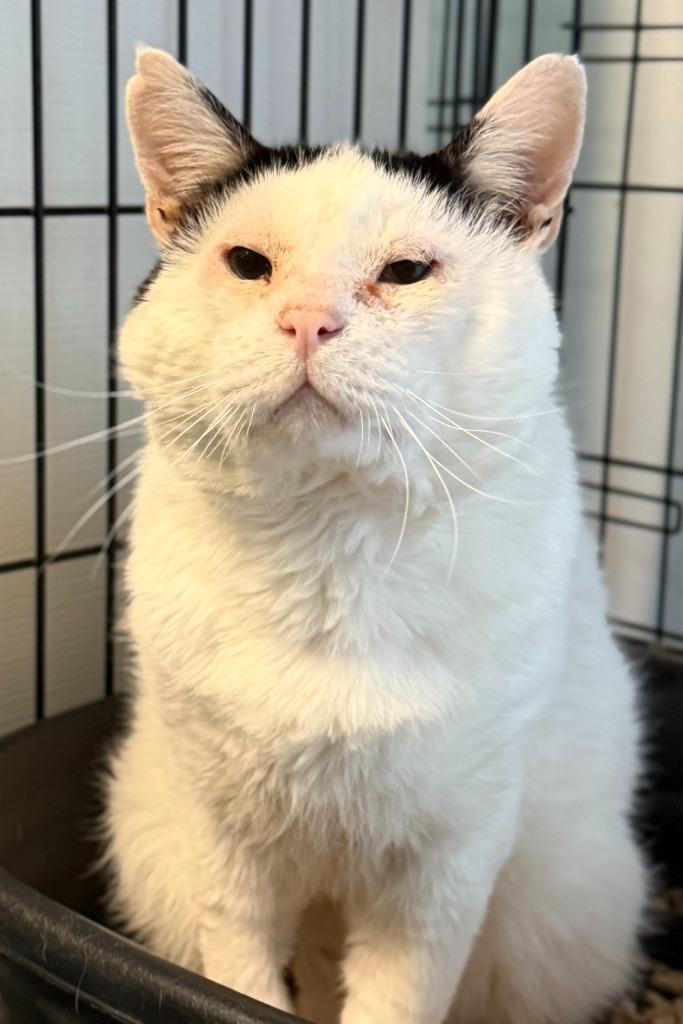 Enlarge Mr. Mistofoleas aka Blizzard, a Adoptable mixed breed in Windsor, CT image 2/2