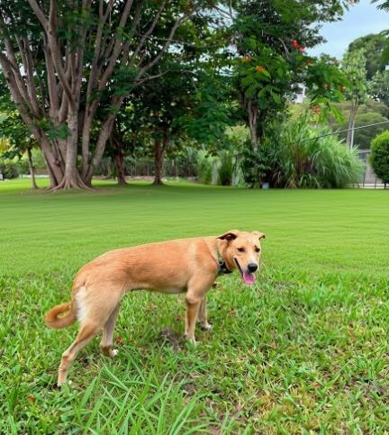 Sandy, Adoptable, Young Female Mixed Breed.