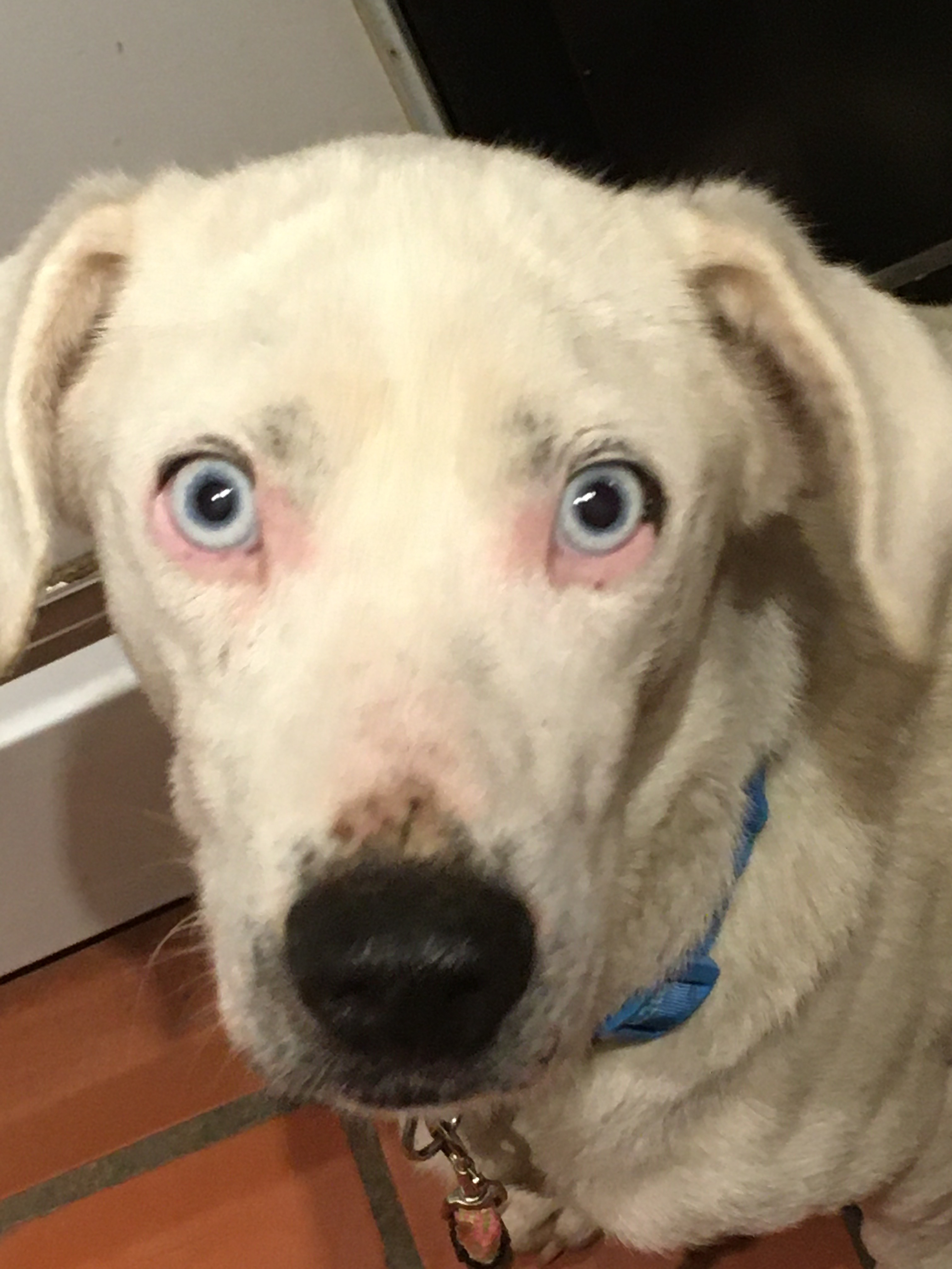 Asher, a Adoptable mixed breed in South Pittsburg, TN image 1/4