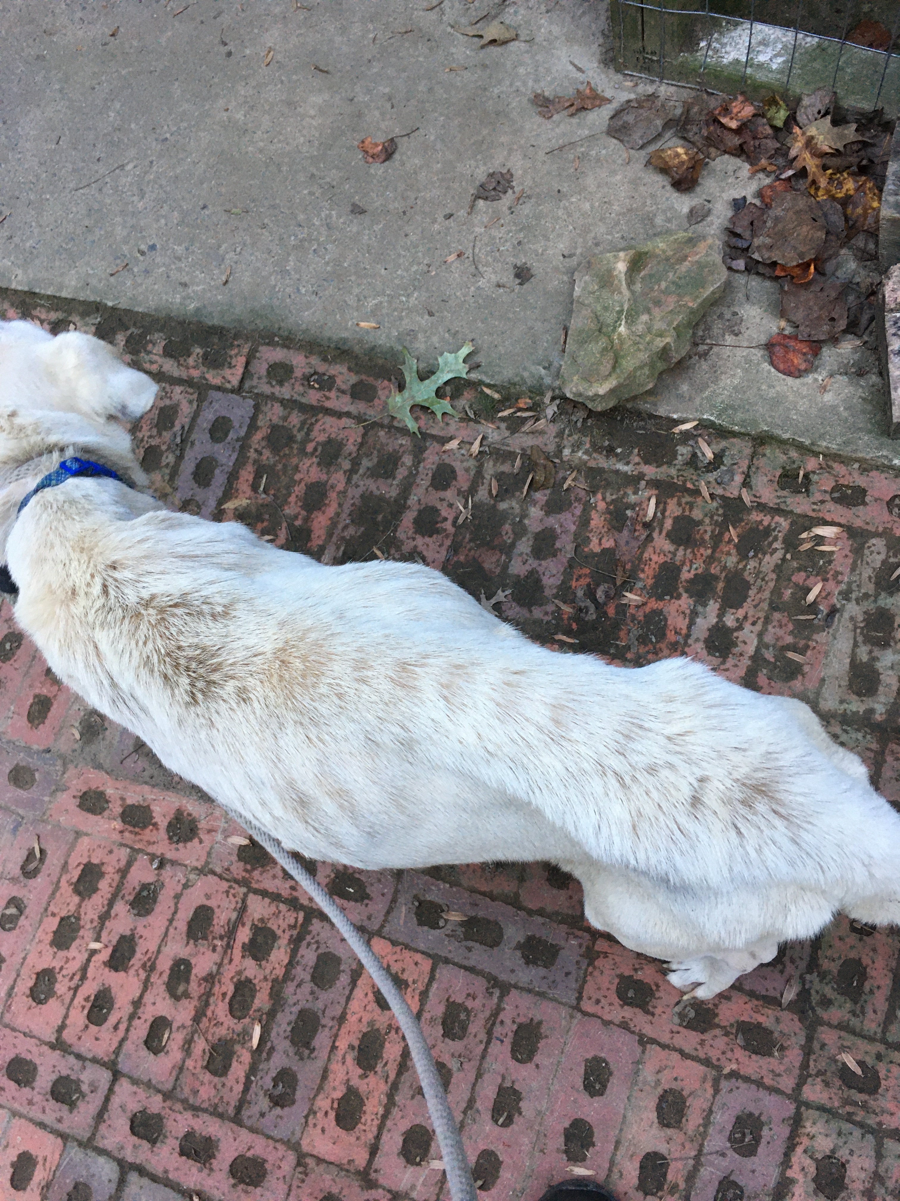 Asher, a Adoptable mixed breed in South Pittsburg, TN image 2/4