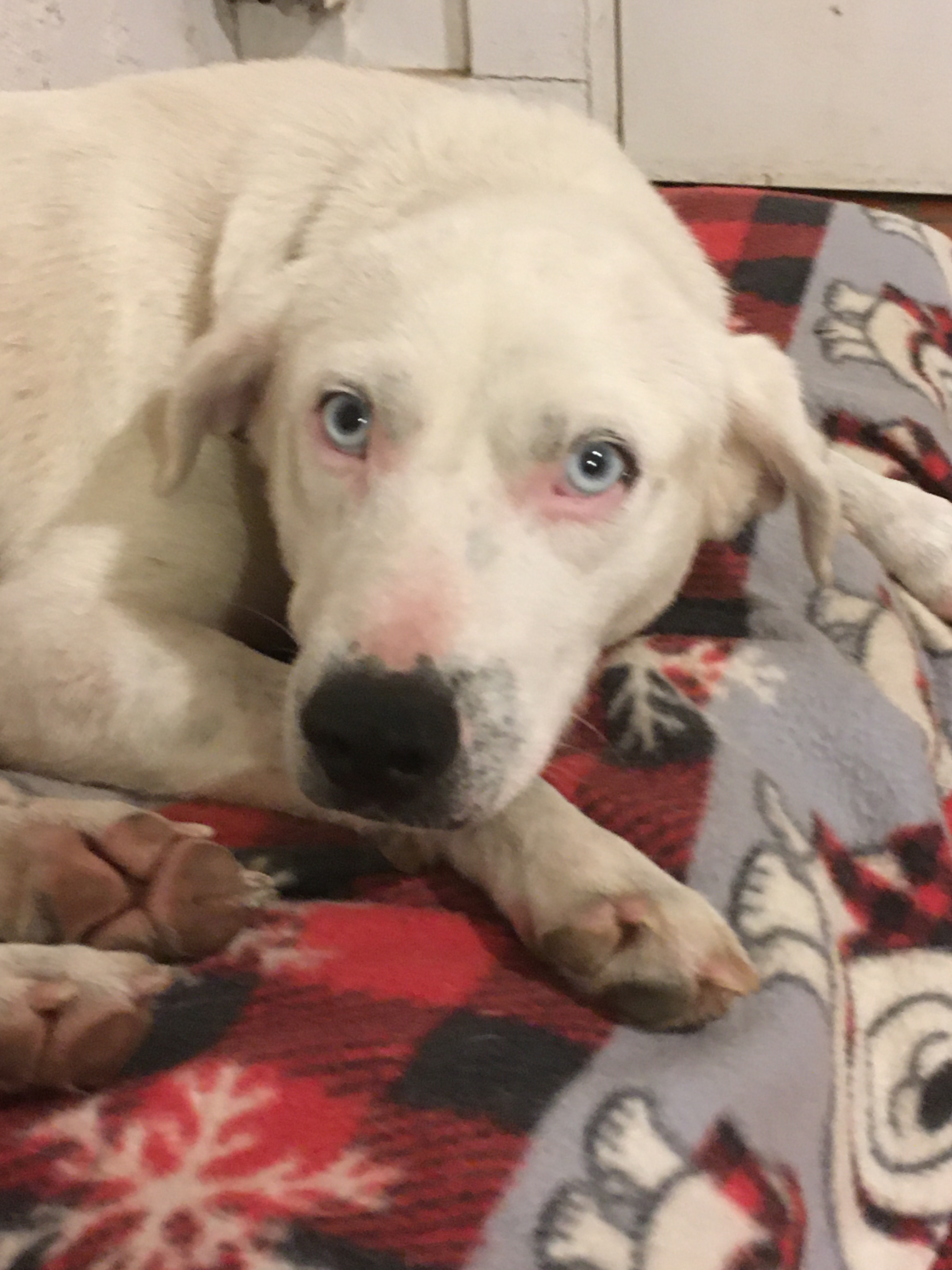 Asher, a Adoptable mixed breed in South Pittsburg, TN image 4/4