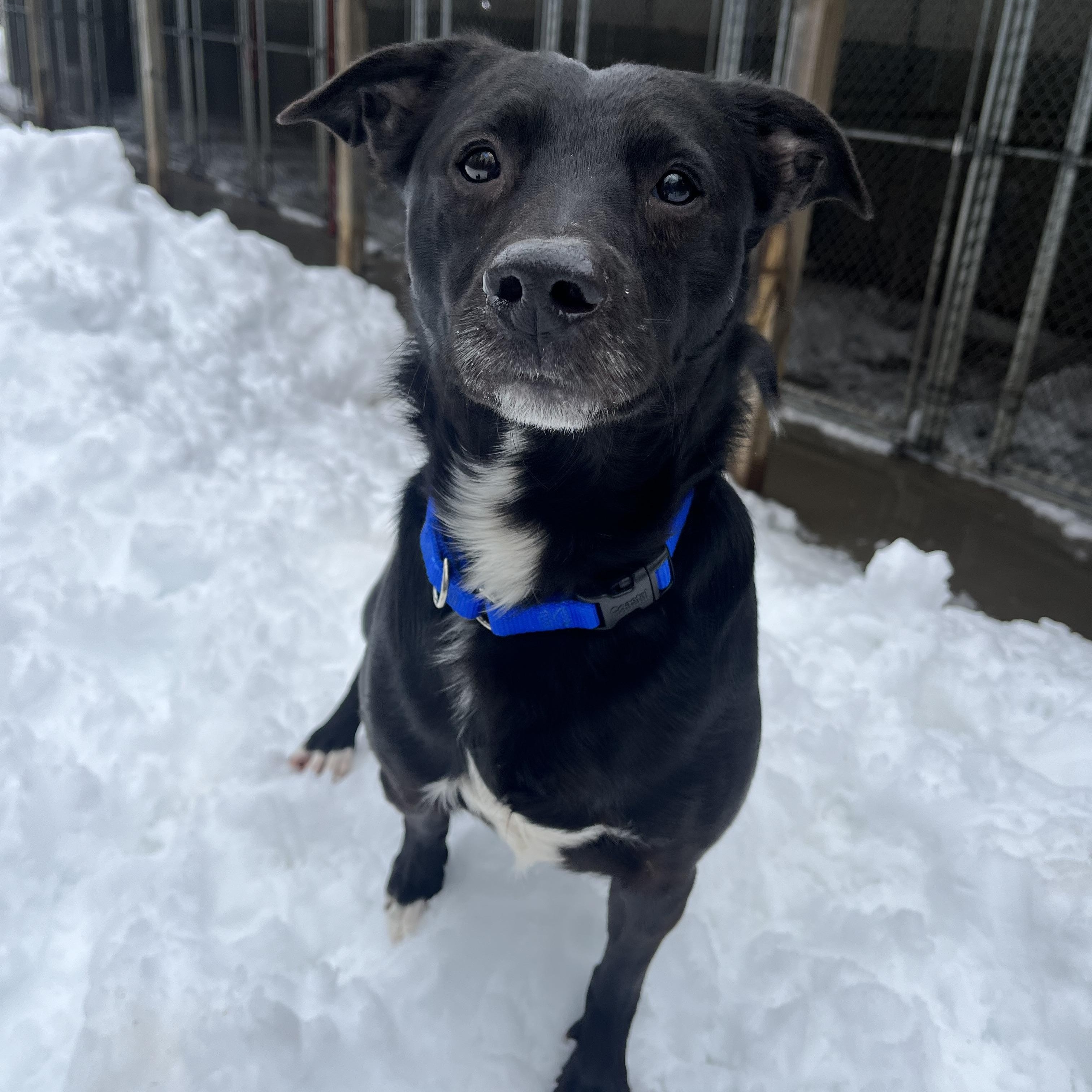 Enlarge Pepsi, a Adoptable Mixed Breed in Manistique, MI image 1/1