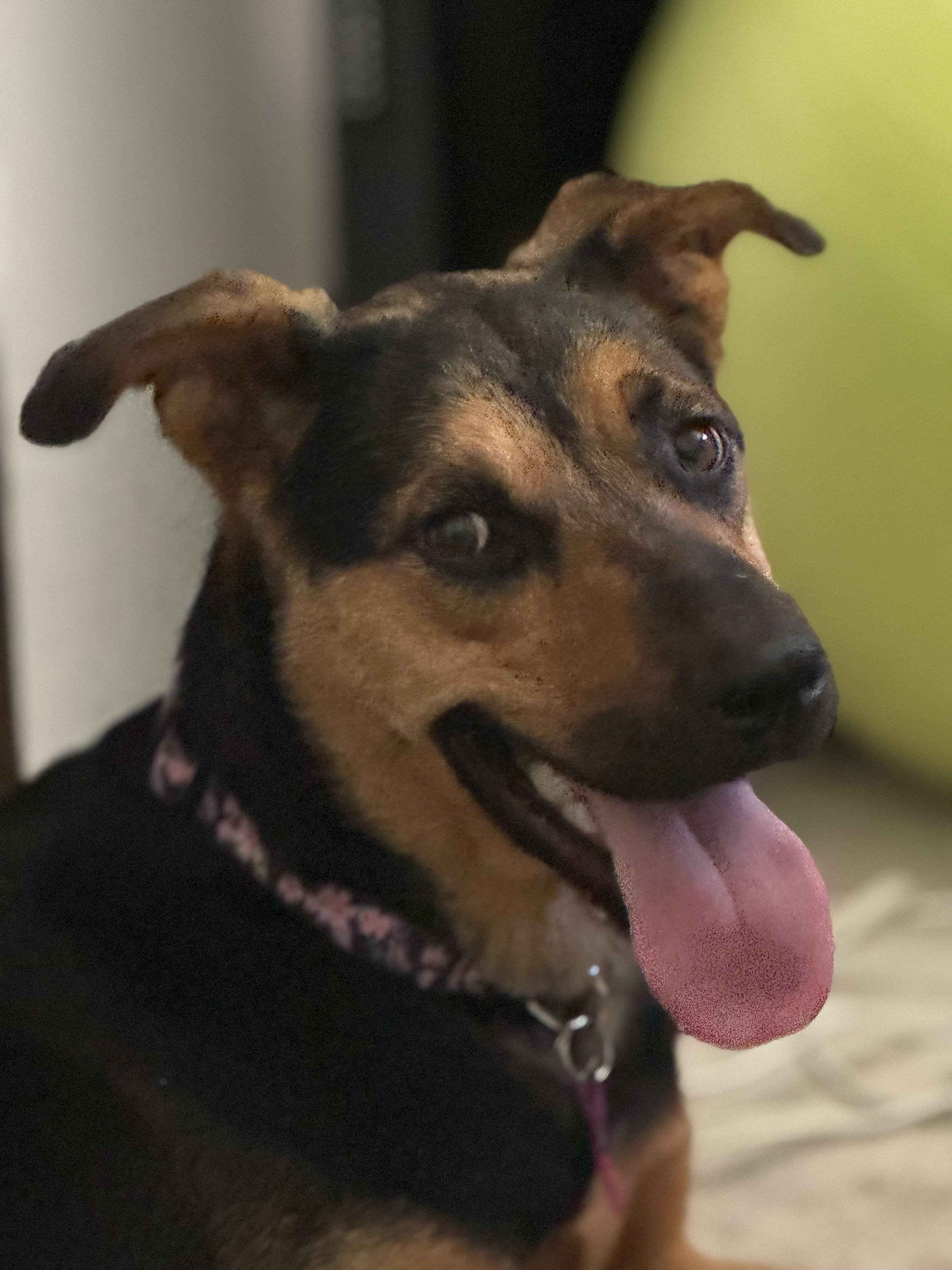 Linda, a Adoptable mixed breed in West Hollywood, CA image 1/6