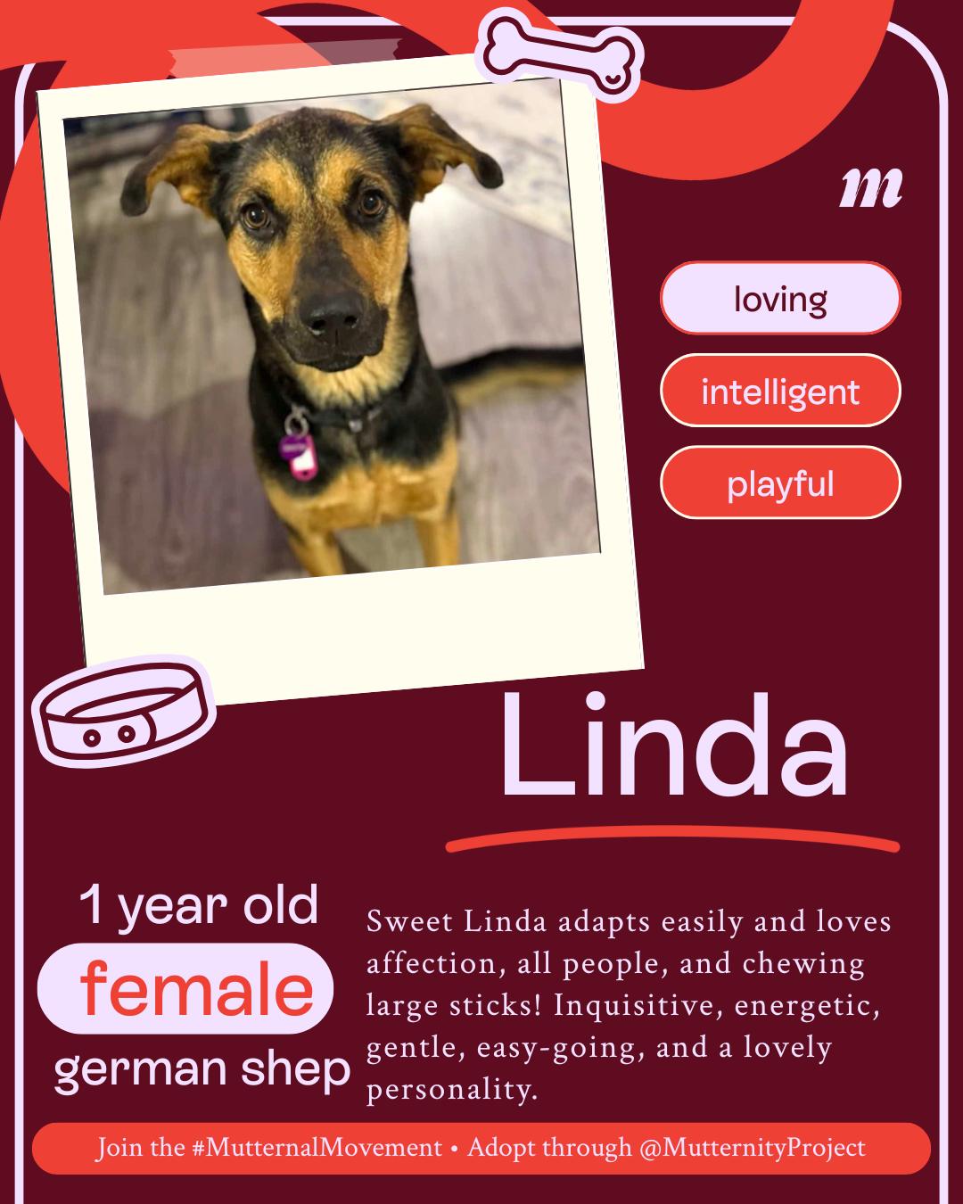 Linda, a Adoptable mixed breed in West Hollywood, CA image 2/6