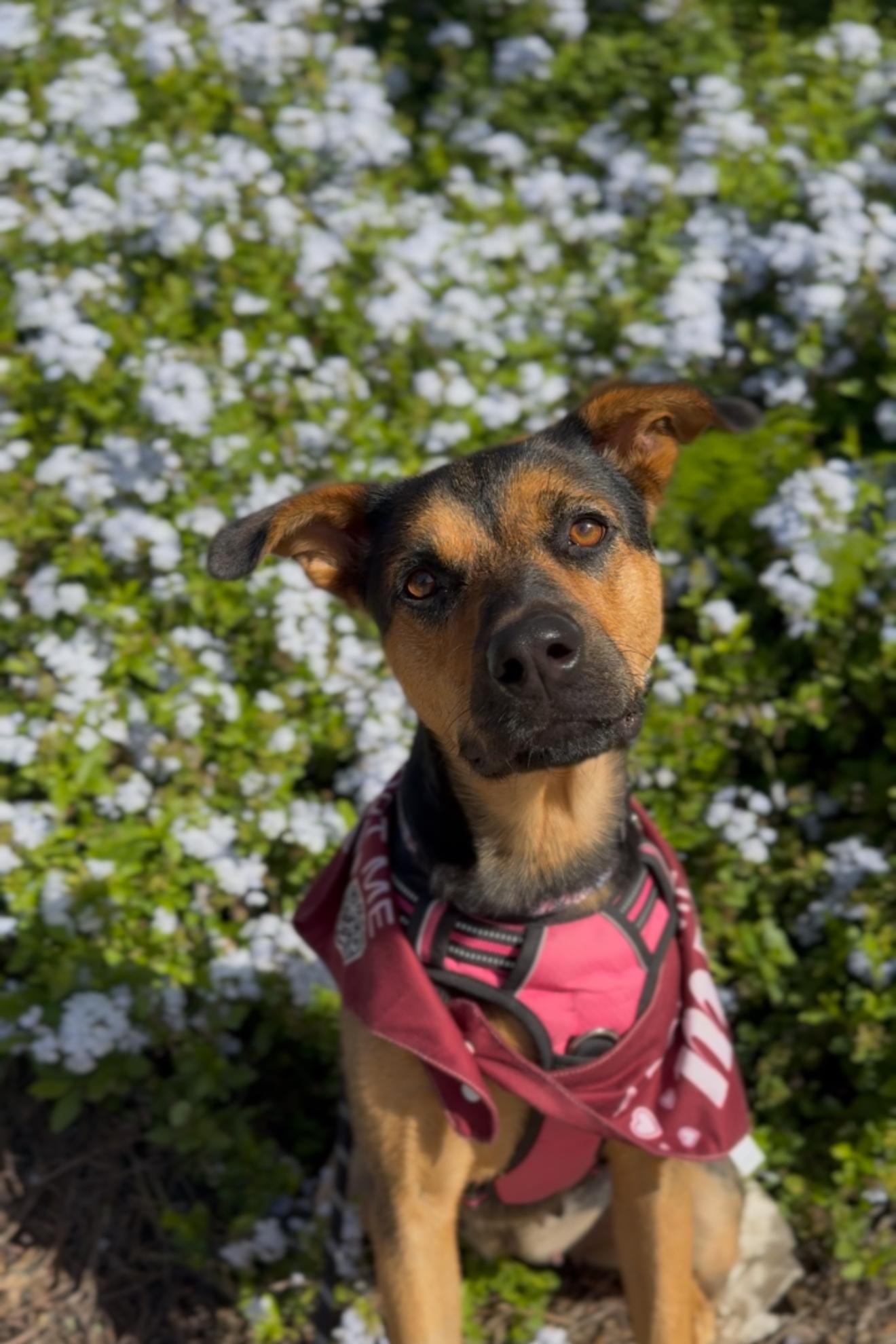 Enlarge Linda, a Adoptable mixed breed in West Hollywood, CA image 3/6