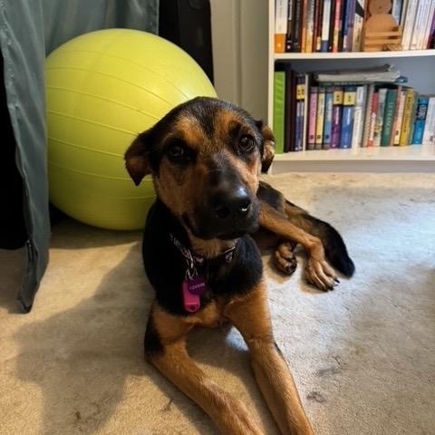 Enlarge Linda, a Adoptable mixed breed in West Hollywood, CA image 2/6