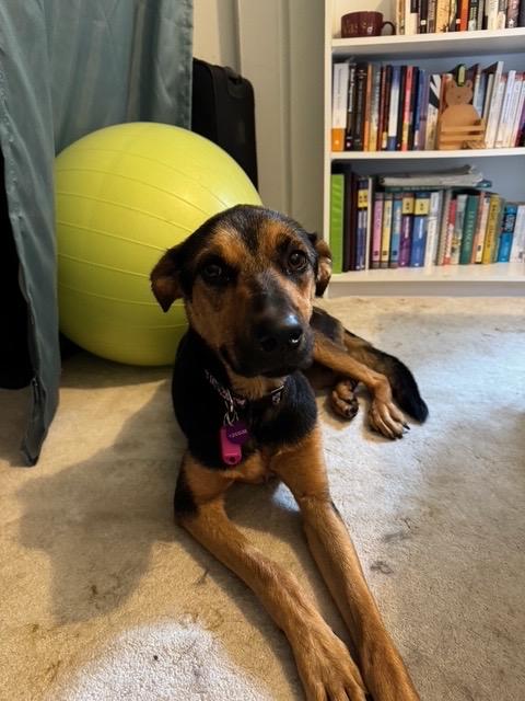 Linda, a Adoptable mixed breed in West Hollywood, CA image 3/6